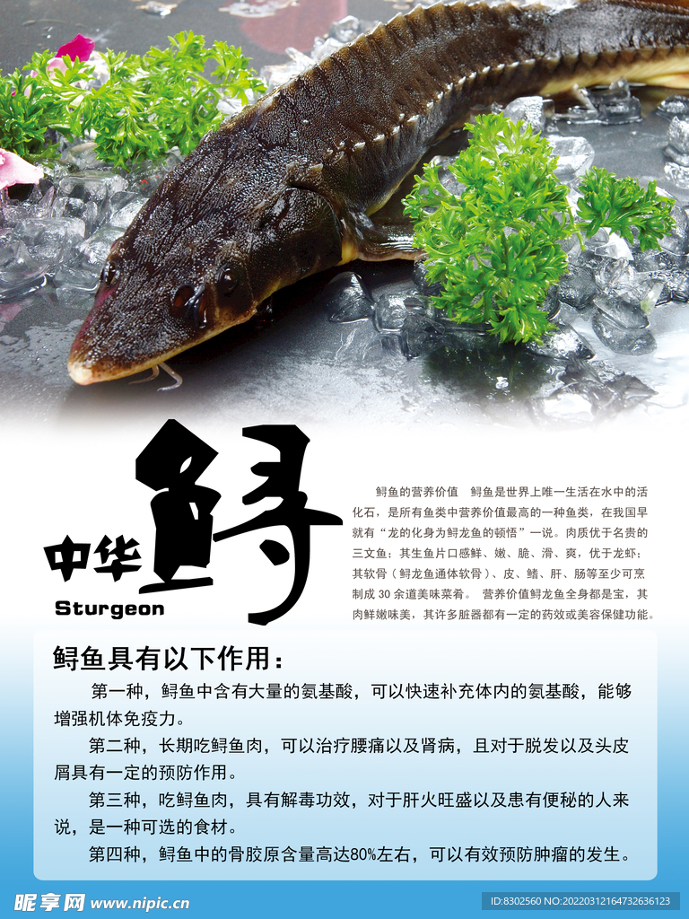 中华鲟
