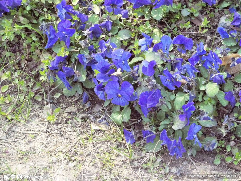 牵牛花 花朵 蓝色 紫色 绿色