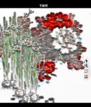 牡丹花油画图片