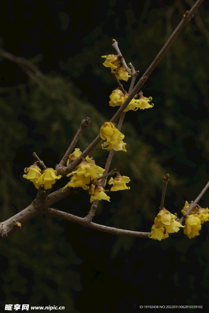 蜡梅