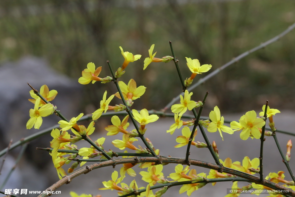 迎春花 