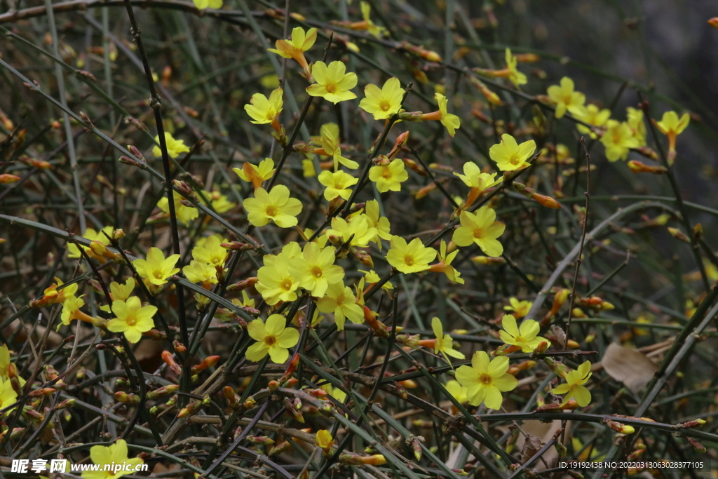 迎春花