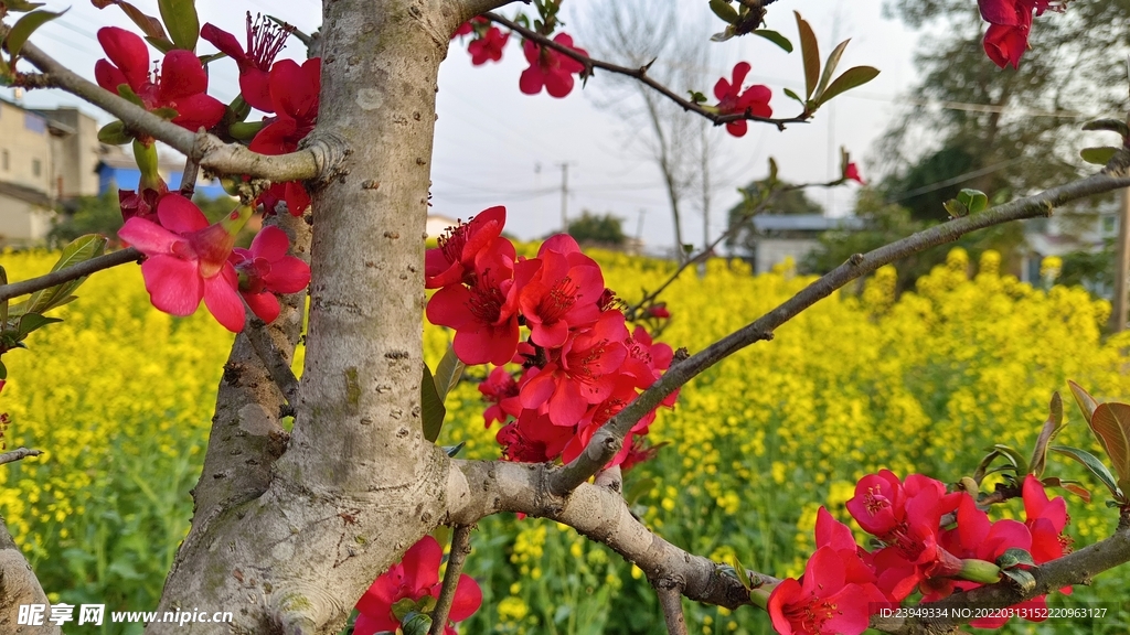 海棠花