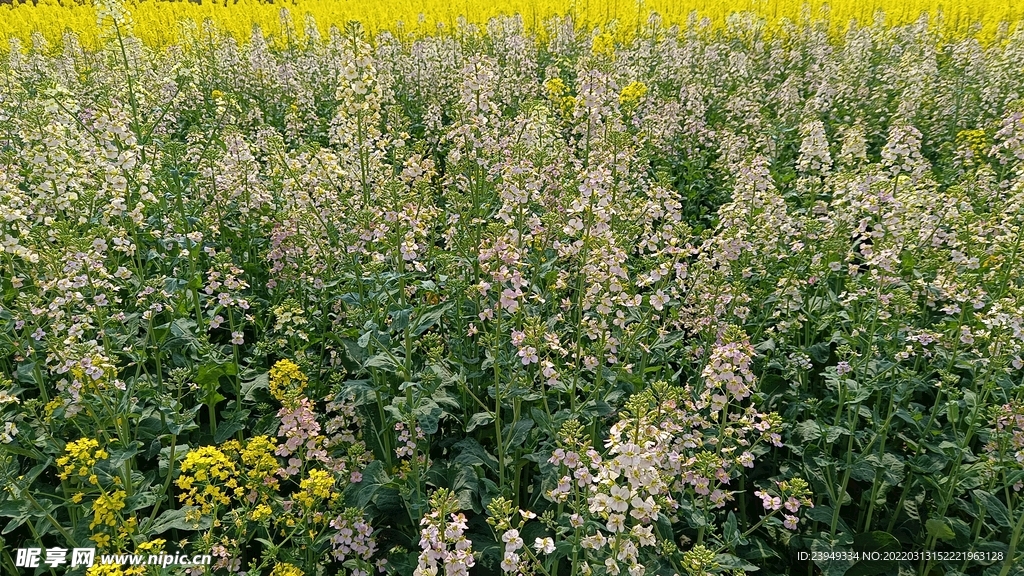 油菜花