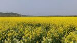 油菜花