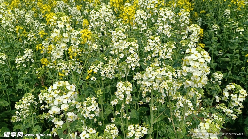 油菜花