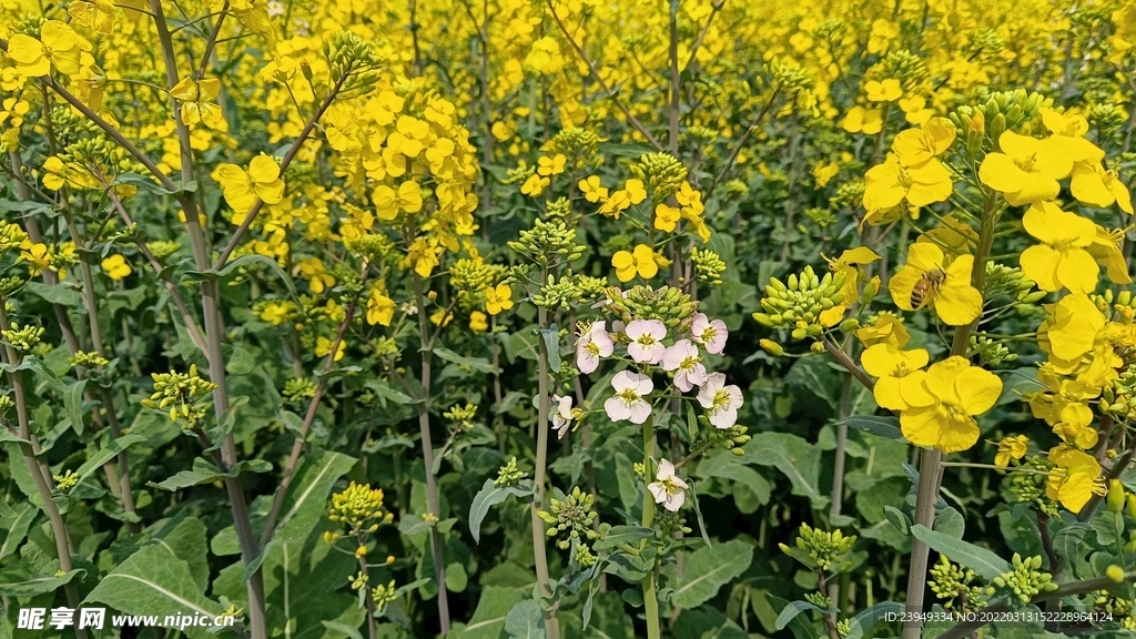 油菜花