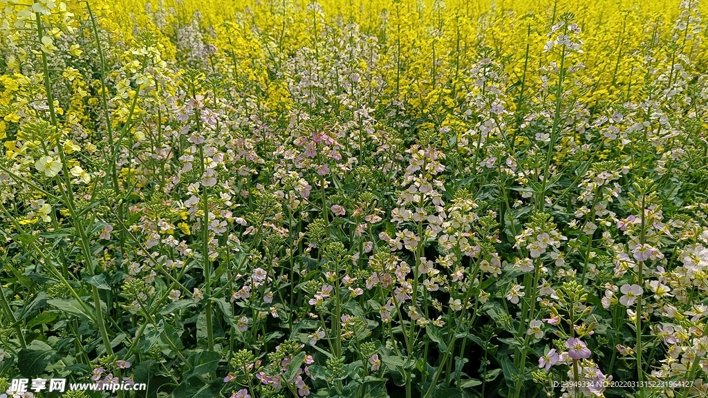 油菜花