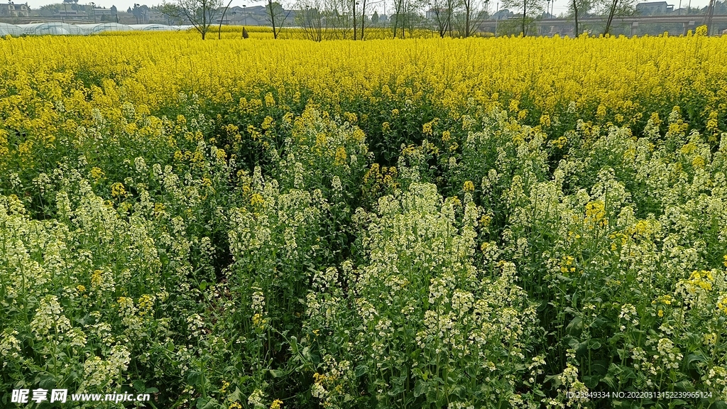 油菜花