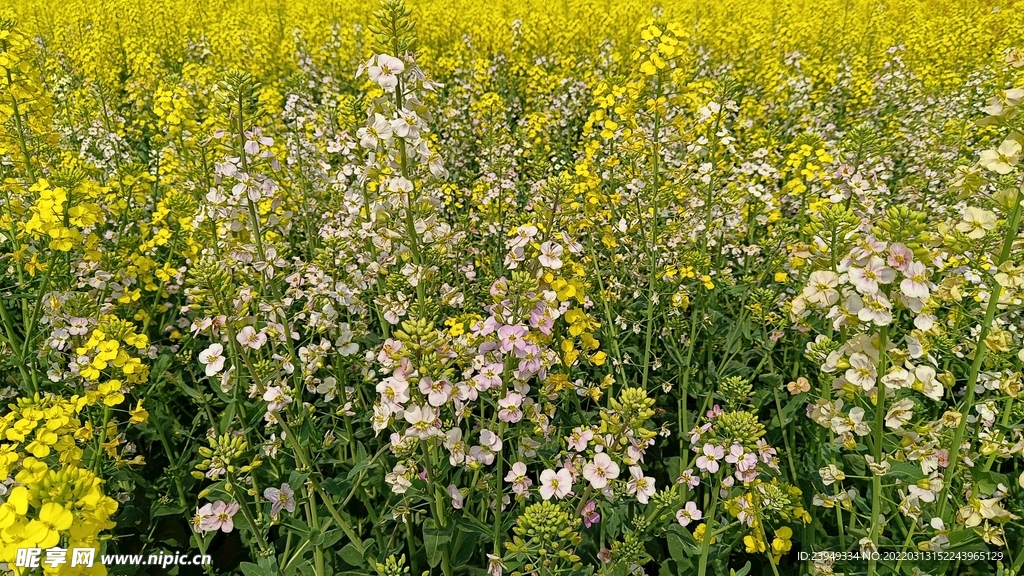 油茶花