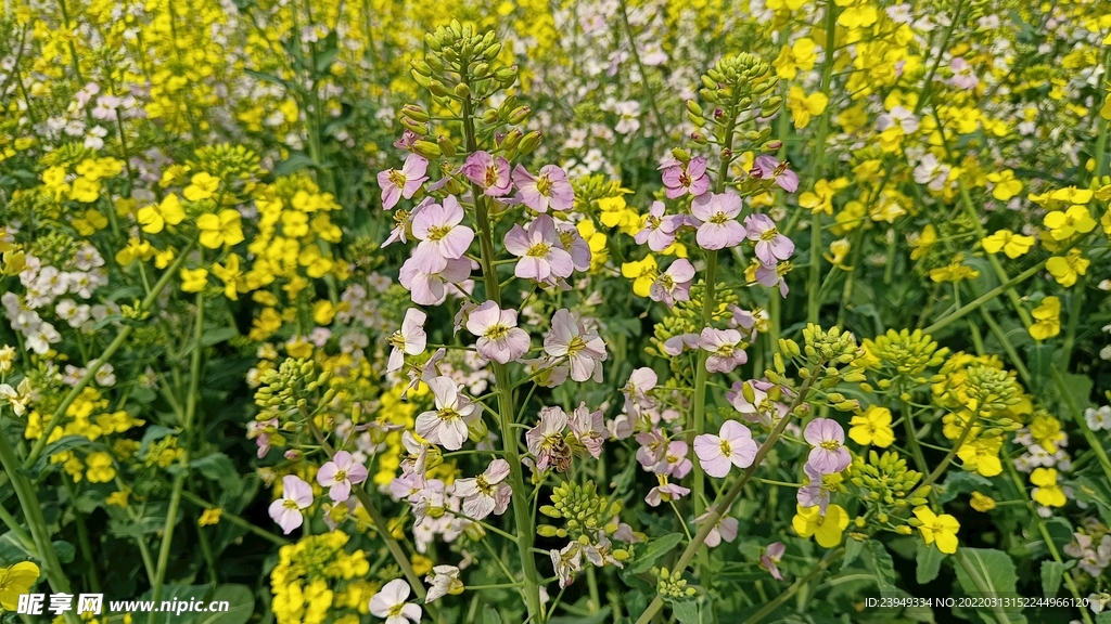 油菜花