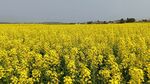 油菜花