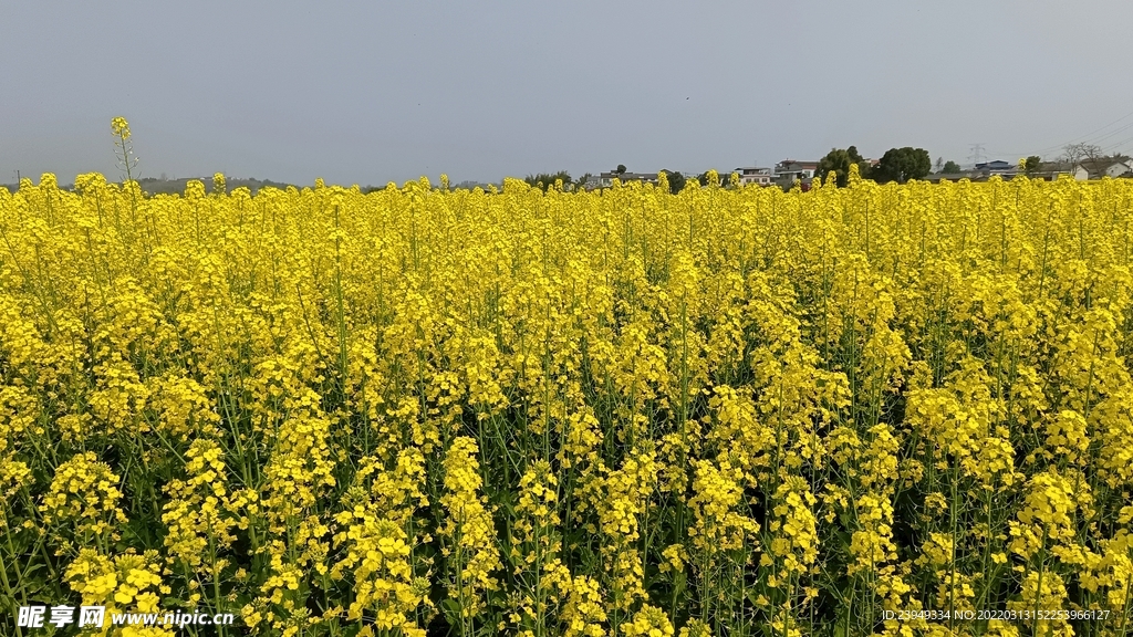 油菜花