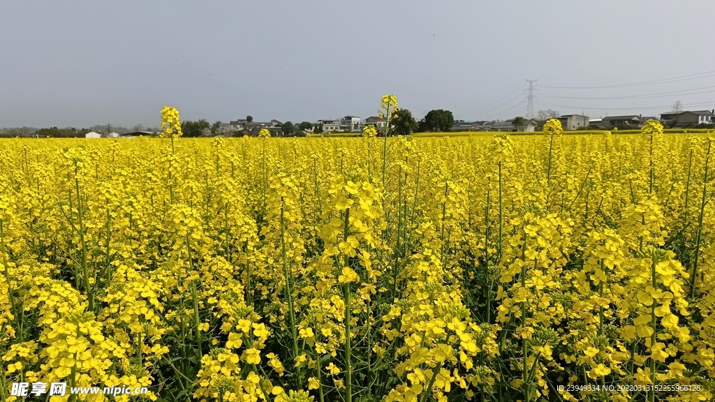 油菜花