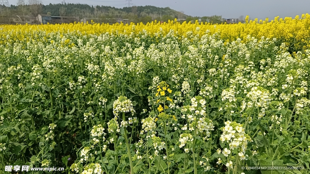 油茶花