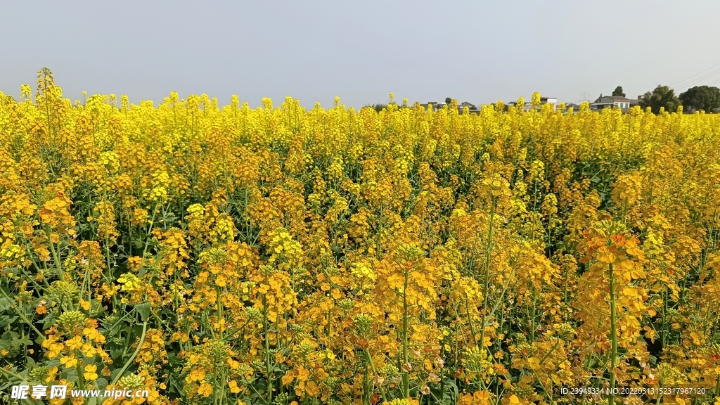 油菜花