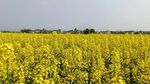 油菜花