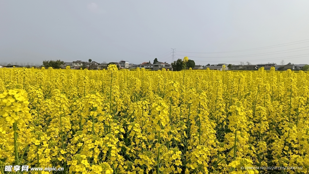 油菜花