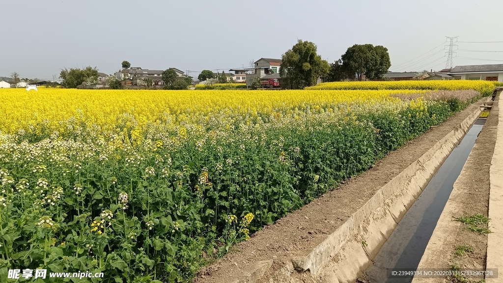 油茶花