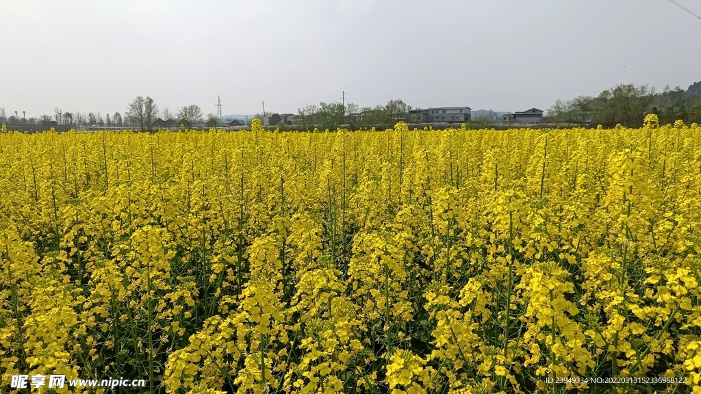 油菜花