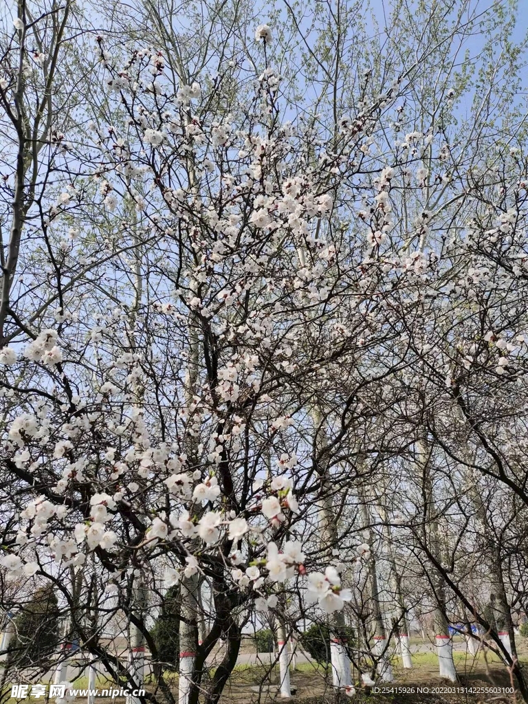 树