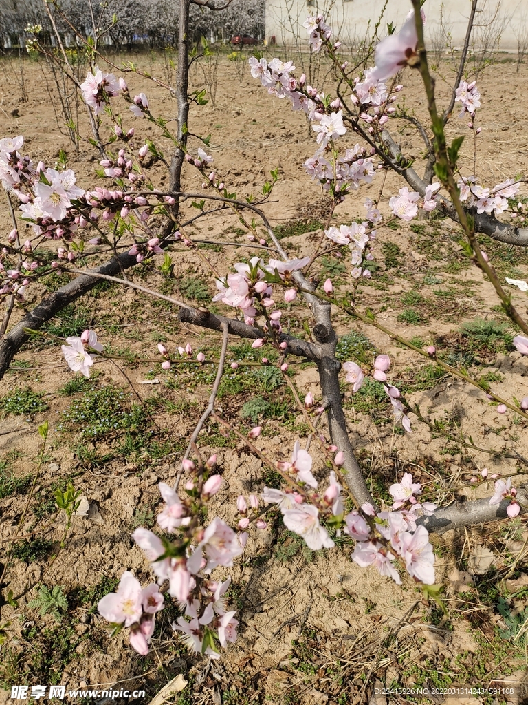 树