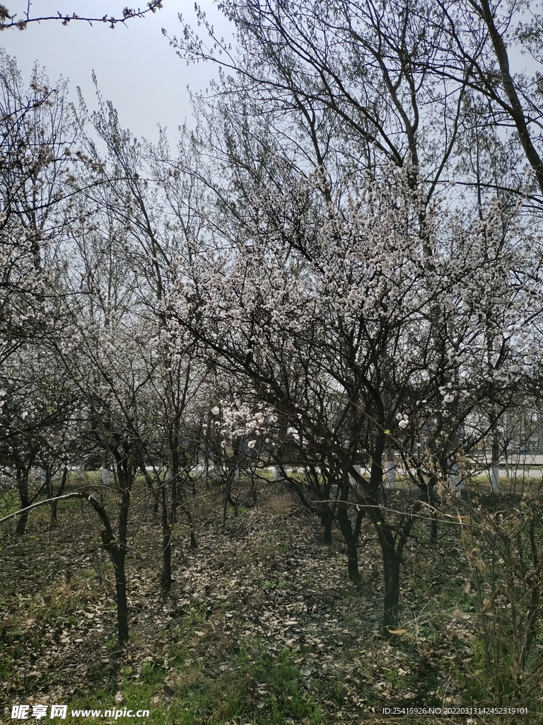 树