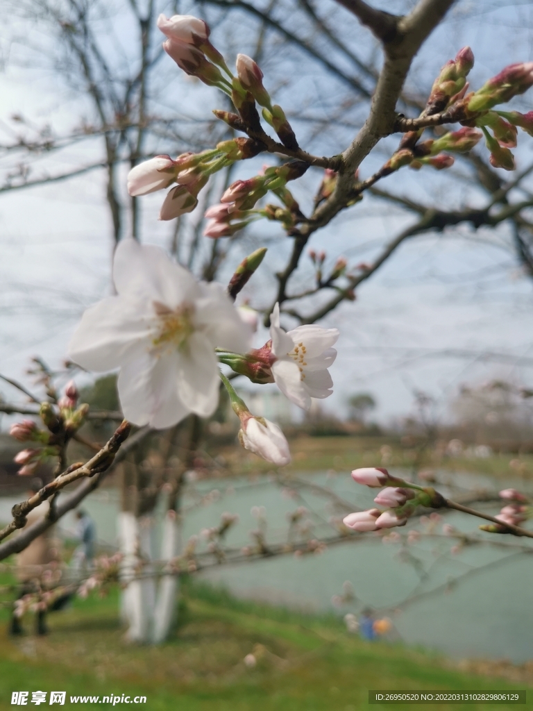 桃花