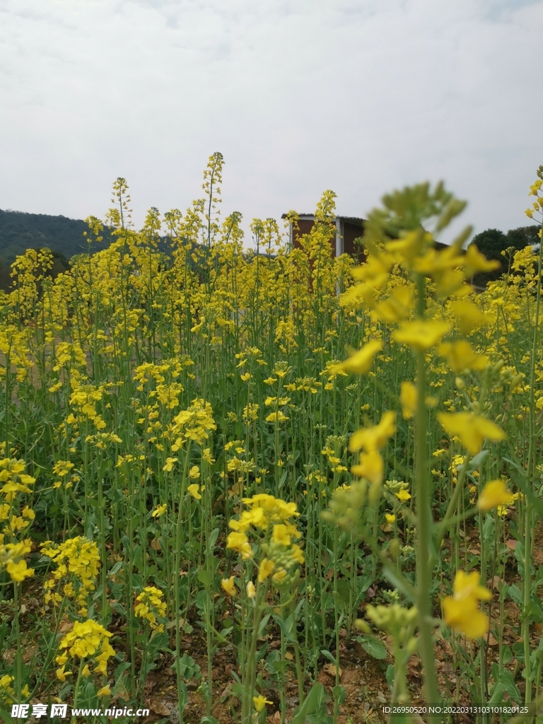 油菜花