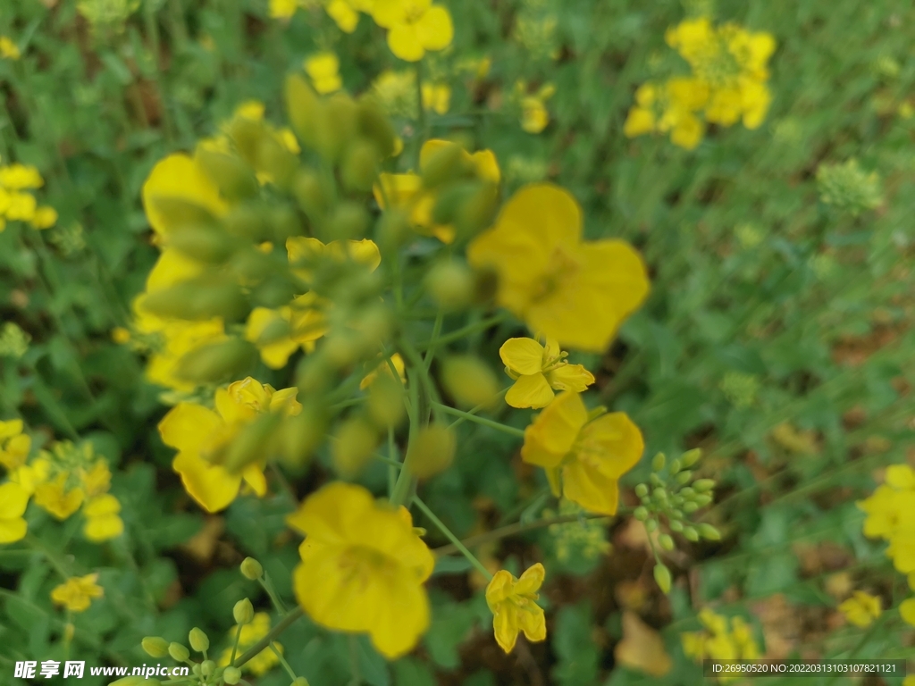 油菜花