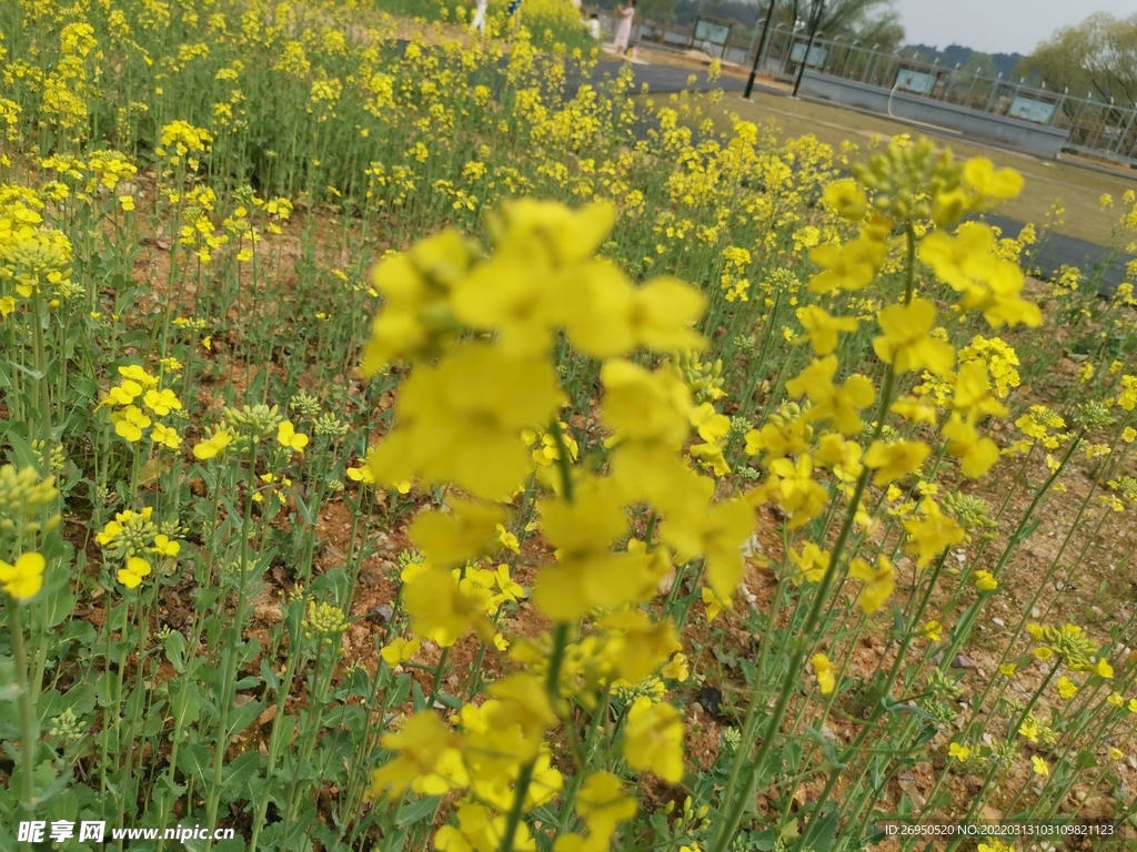 油菜花