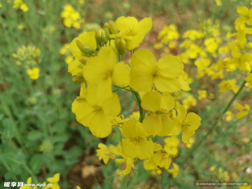 油菜花