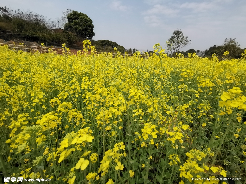 油菜花