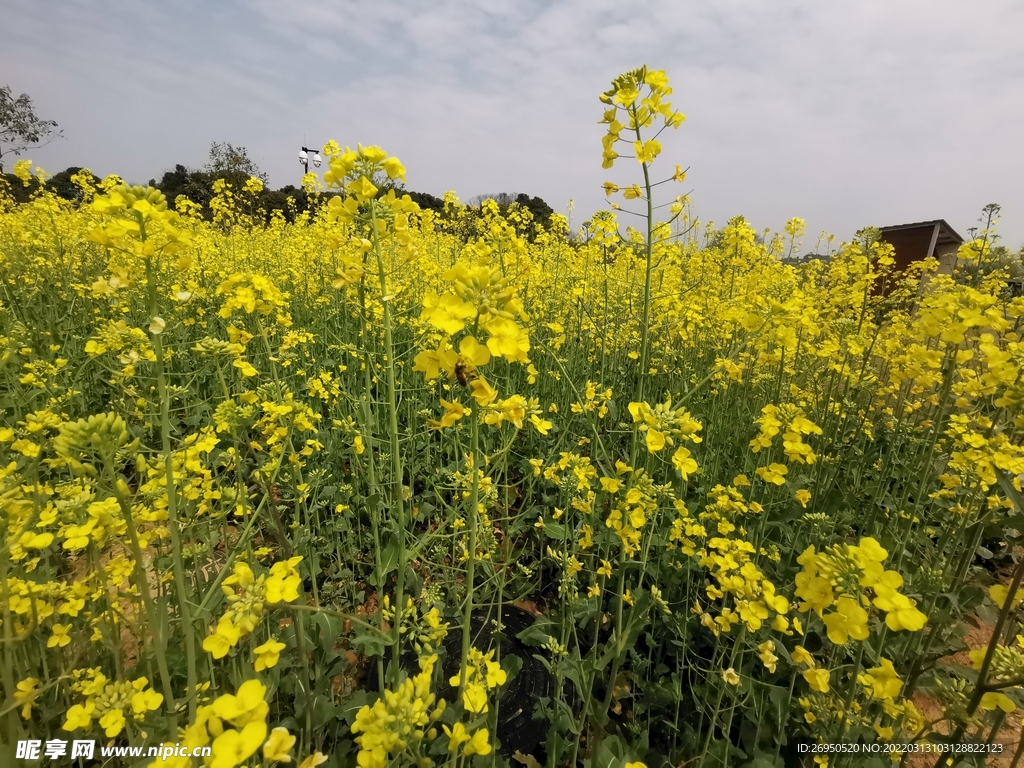 油菜花