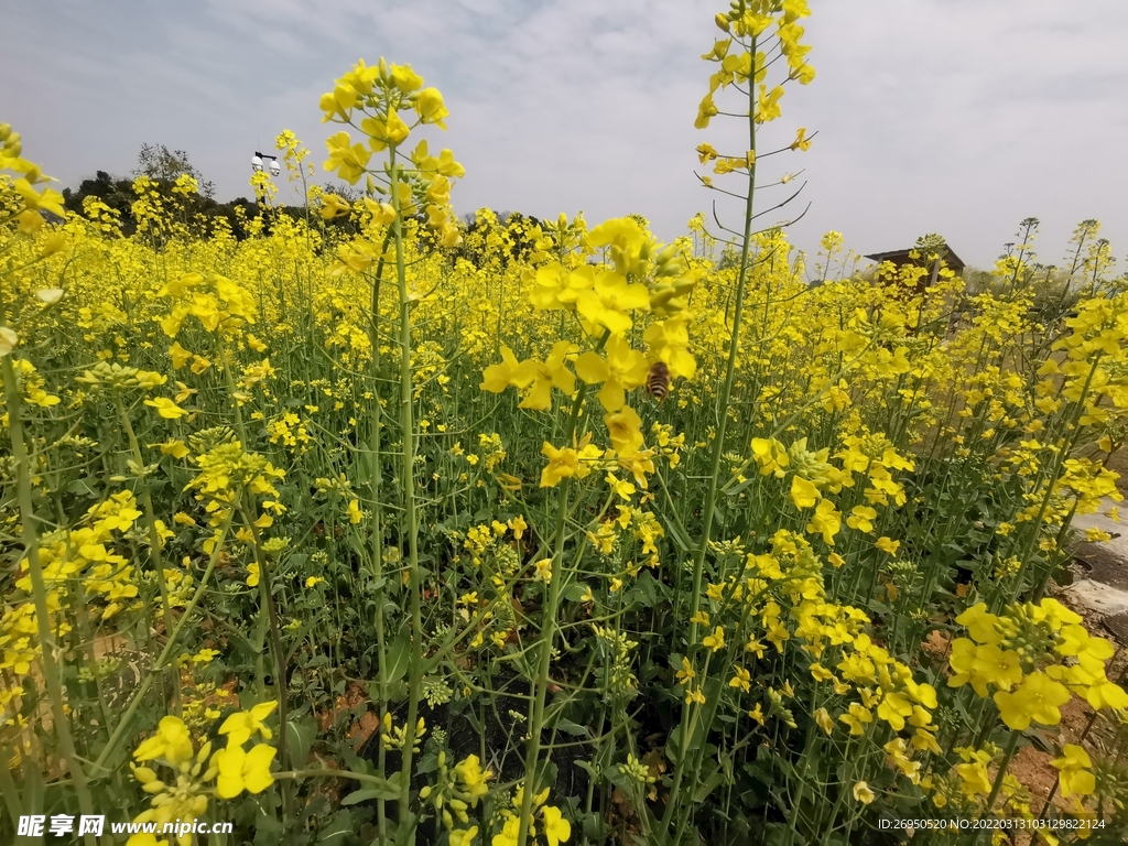 油菜花