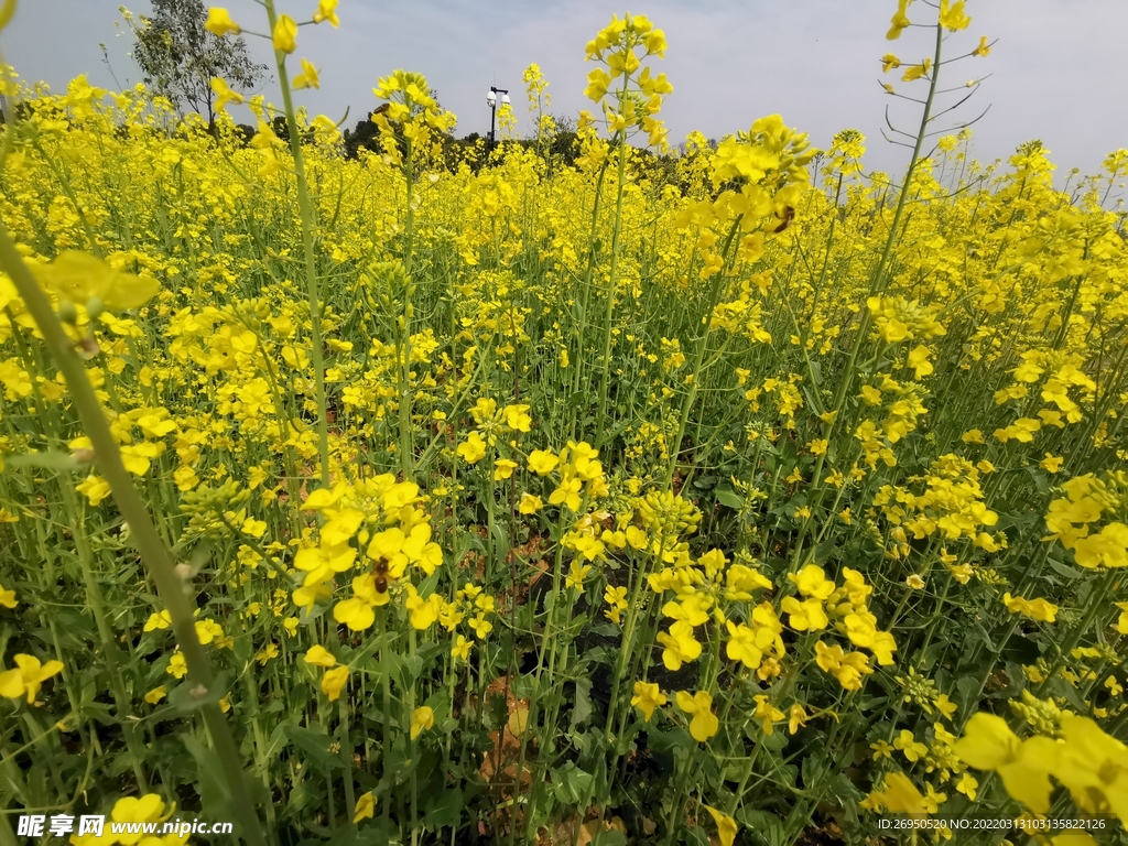 油菜花