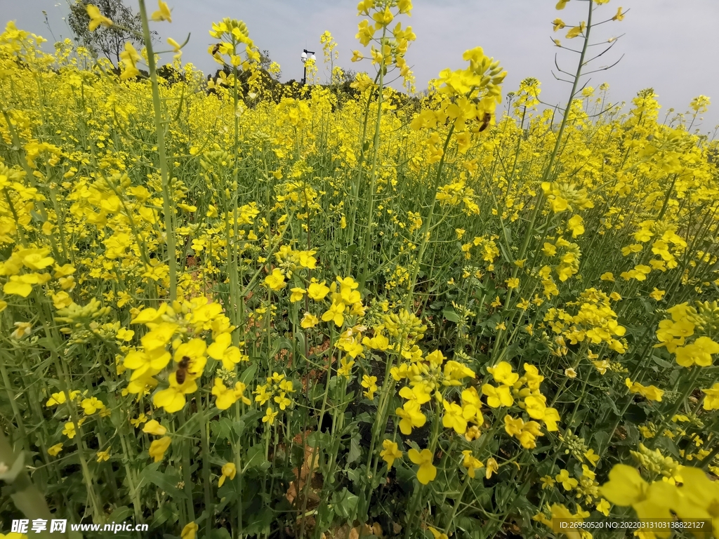 油菜花