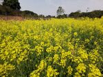 油菜花