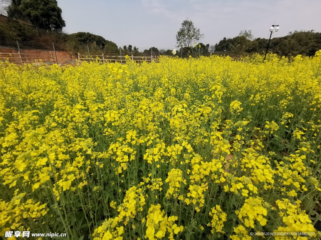 油菜花