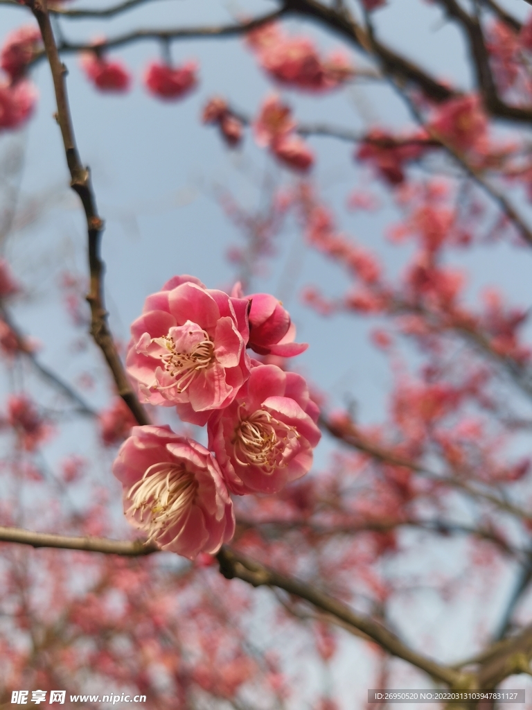 桃花