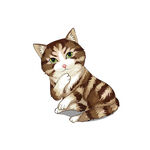 猫              