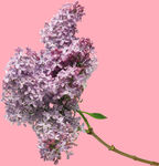 丁香花