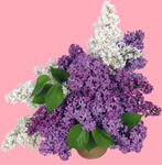 丁香花
