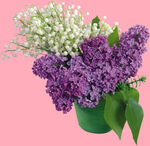 丁香花