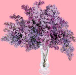 丁香花