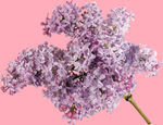 丁香花