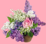 丁香花