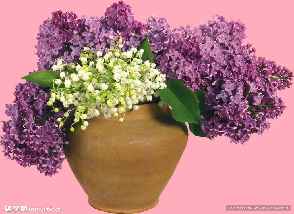丁香花