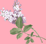 丁香花