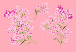 丁香花